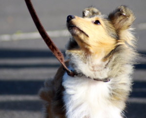 Sheltie needs training