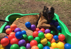 Logan in pool of balls