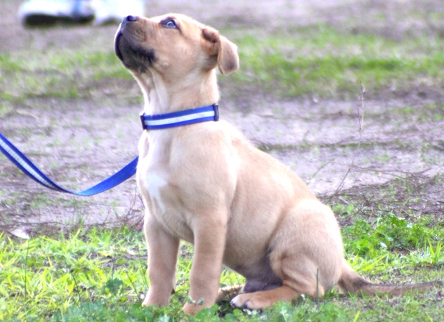 Kindergarten puppy training near 2024 me