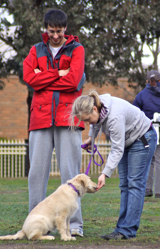 Obedience school for cheap older dogs